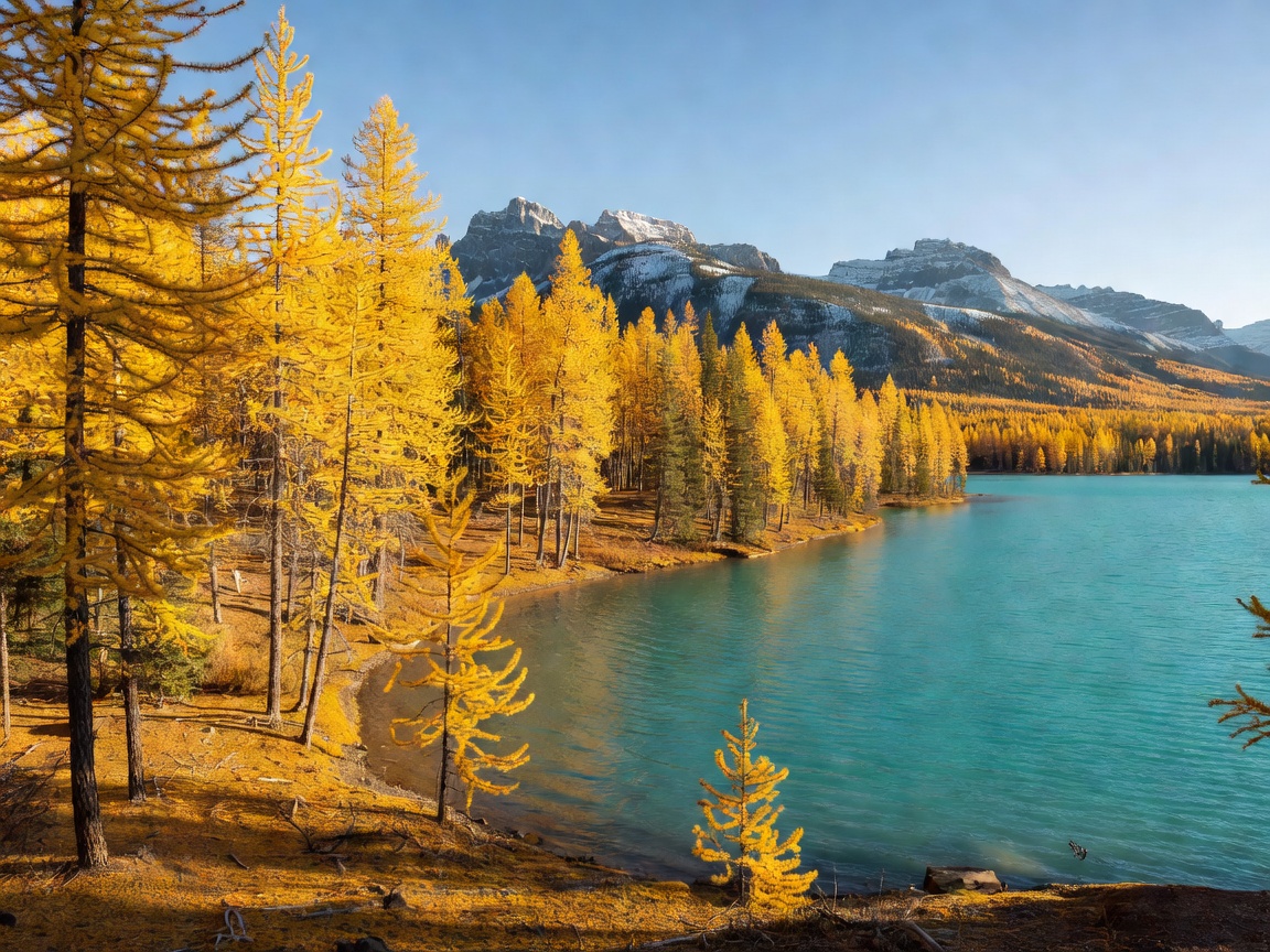 Yellow larch forest beside a turquoise Banff lake